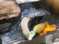 گزارش تصویری اردوی فرهنگی و تفریحی نو دانشجویان